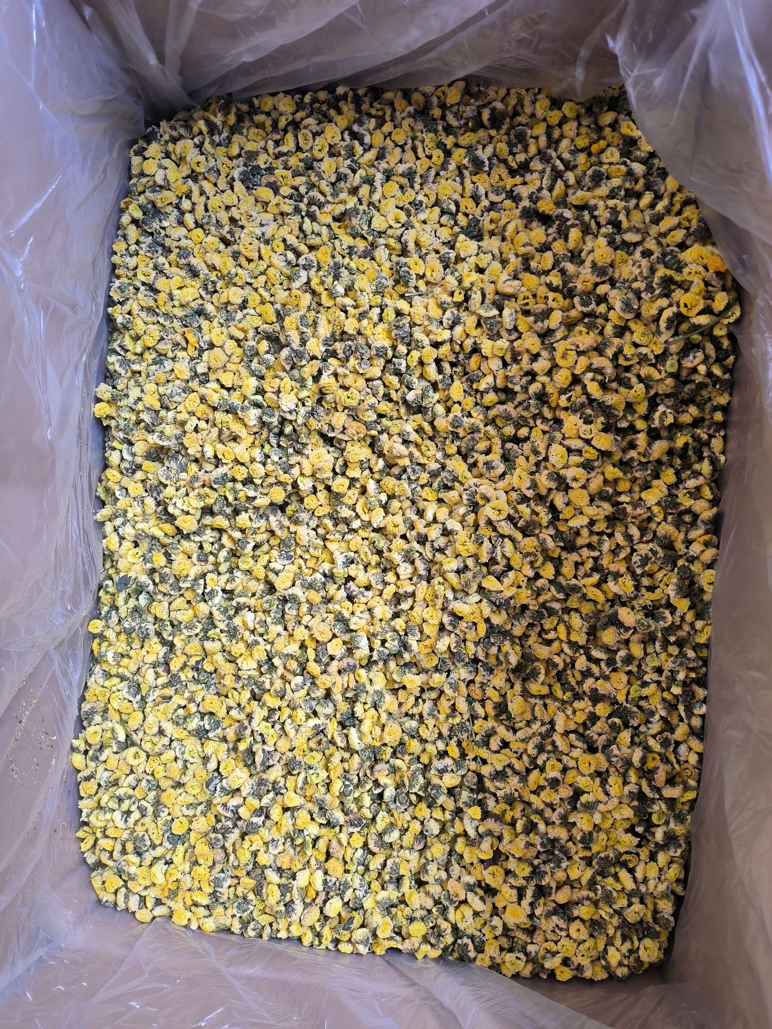 金菊 野菊花 黄金菊大货批发 花茶批发