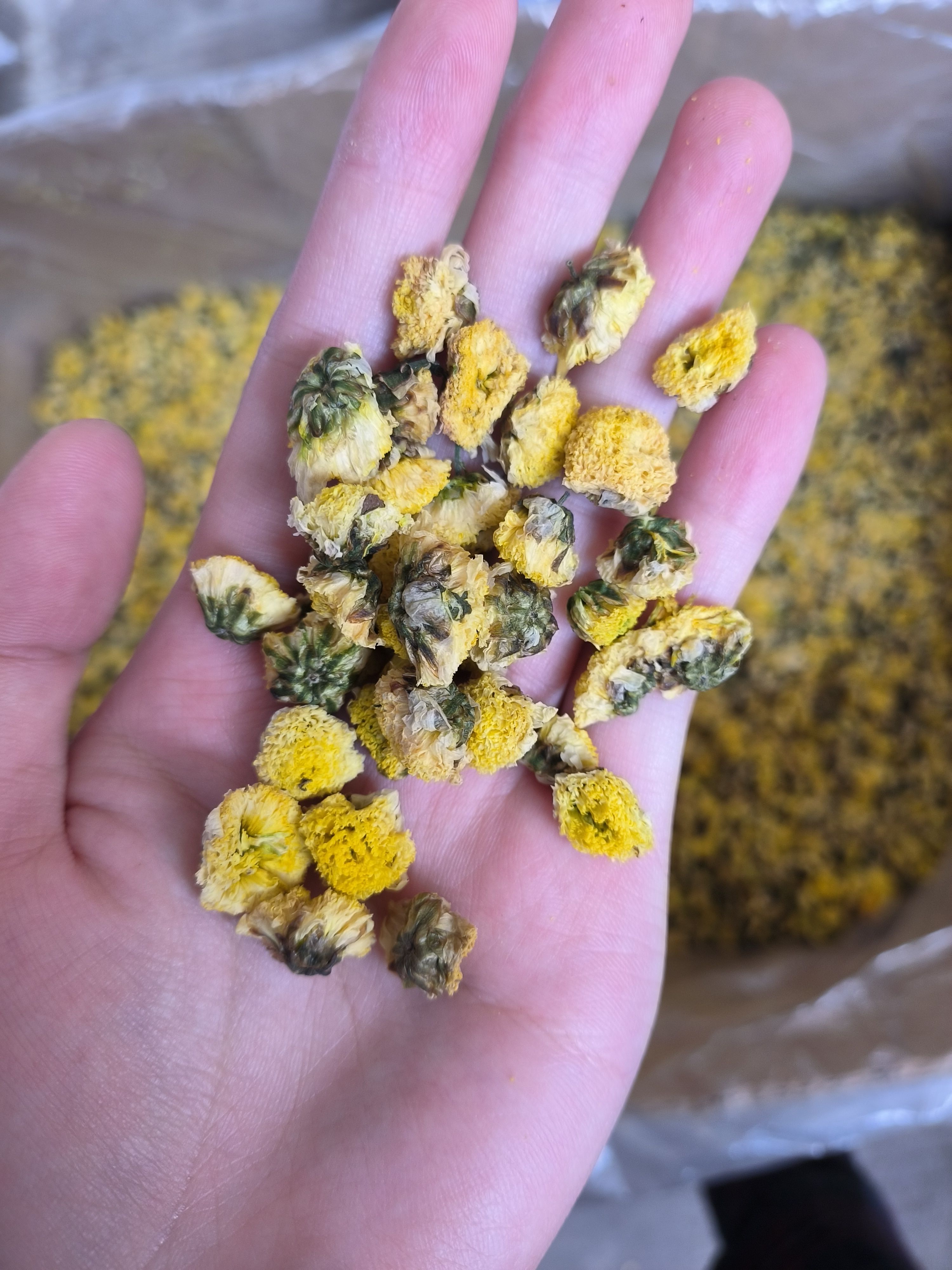 金菊 野菊花 黄金菊大货批发 花茶批发