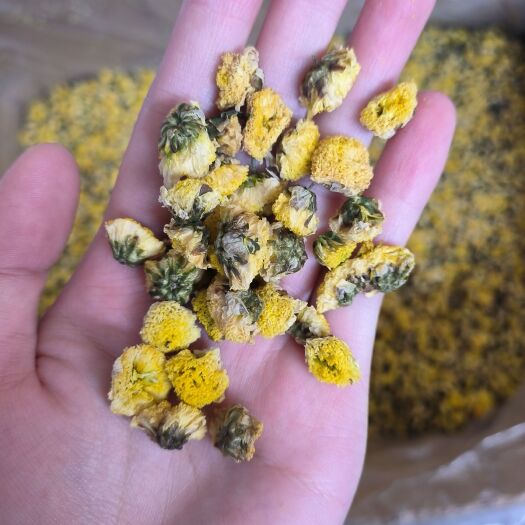 武汉金菊 野菊花 黄金菊大货批发 花茶批发