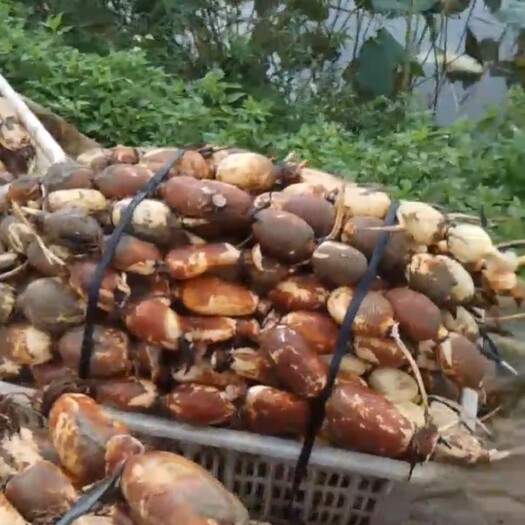 广州南沙粉莲藕