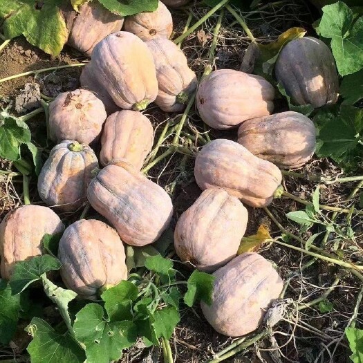 资阳金乡南瓜大量有货，价格不贵。
