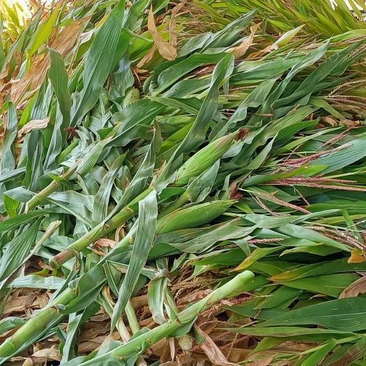 武山县青贮草