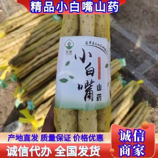 安平县小白嘴白山药产地直供，对接全国各大批发市场，商超。电商团购