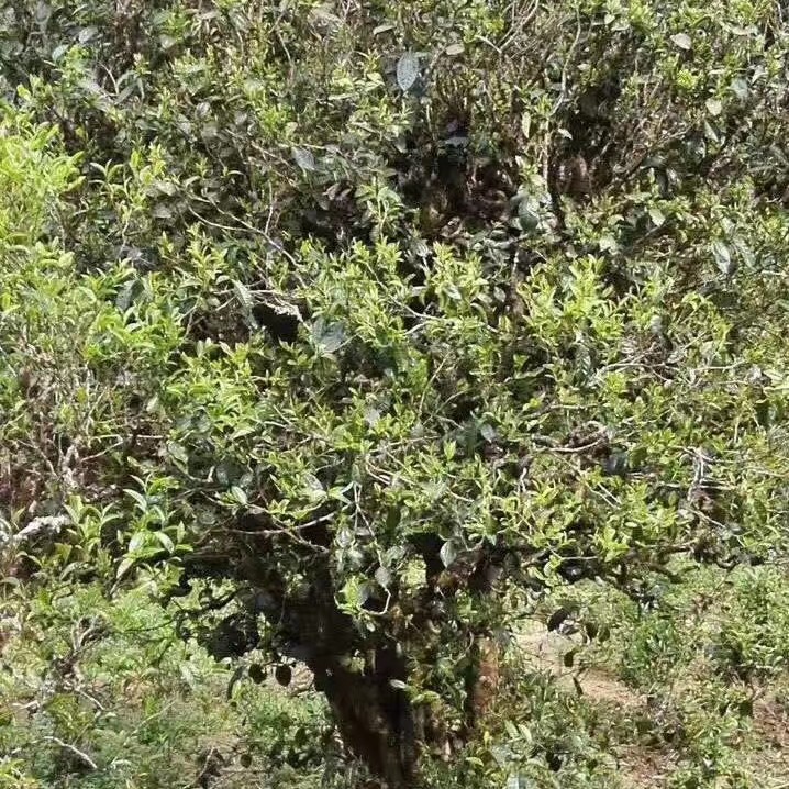 大头茶树
