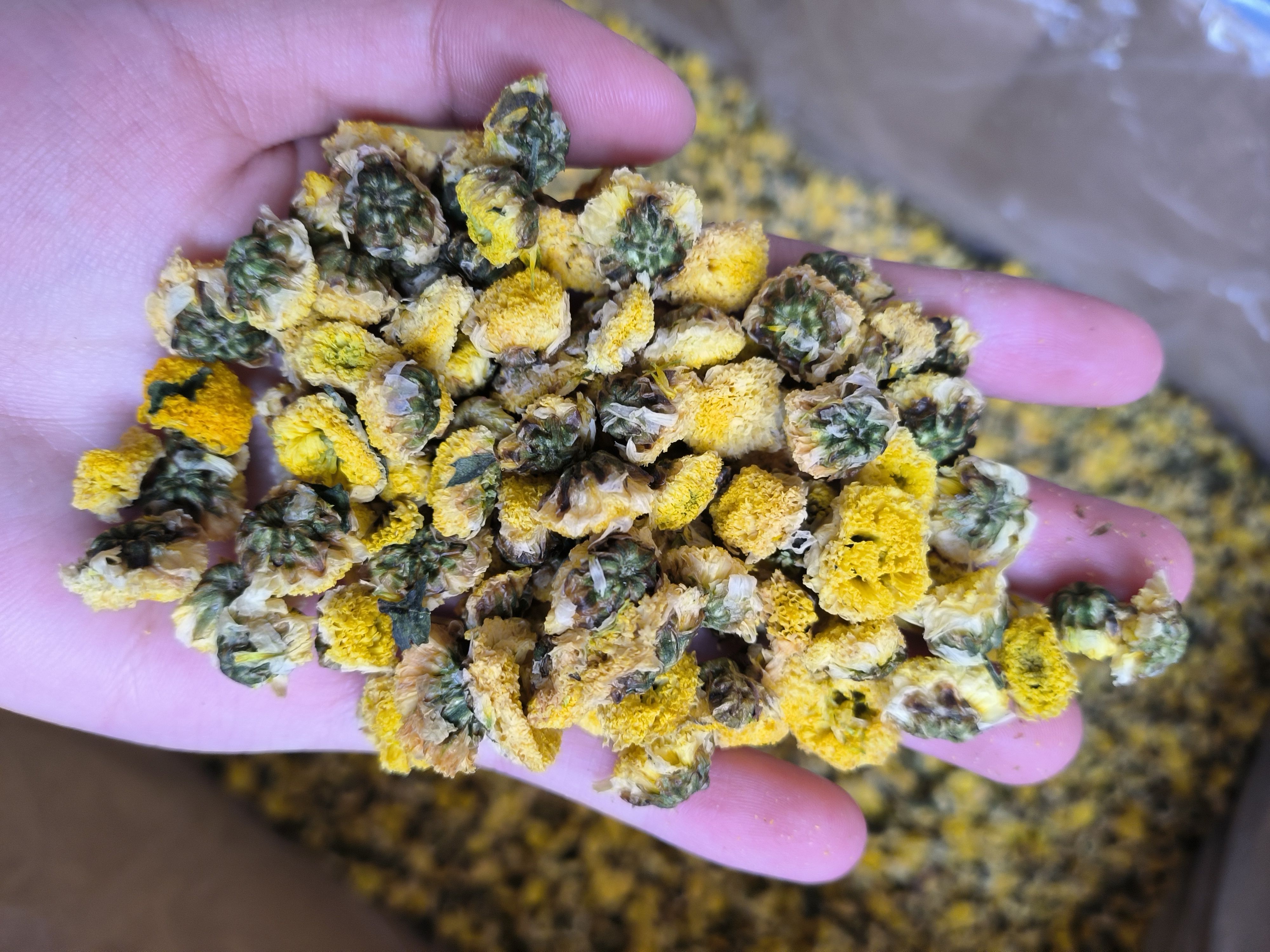 金菊 野菊花 黄金菊大货批发 花茶批发