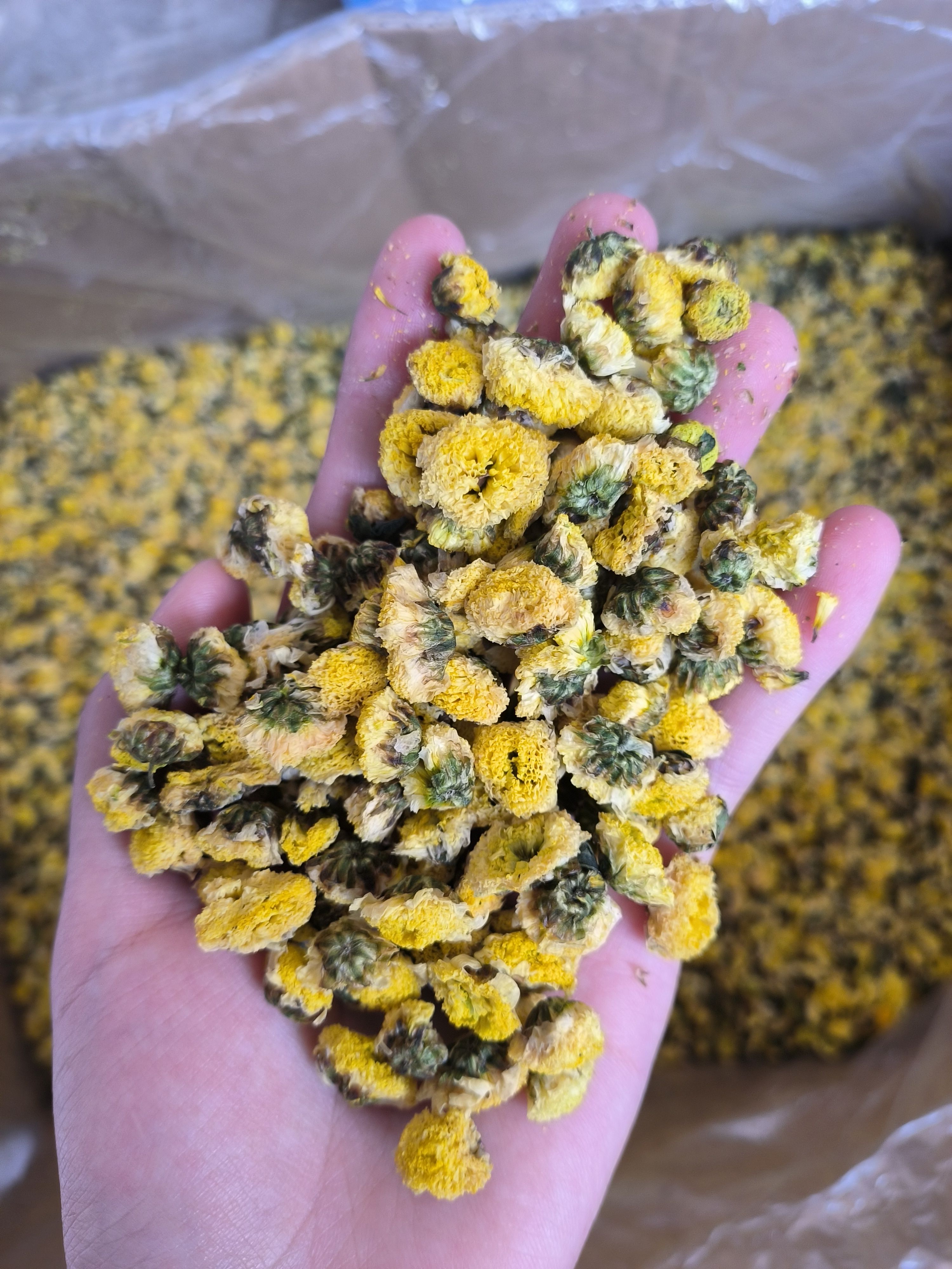 金菊 野菊花 黄金菊大货批发 花茶批发