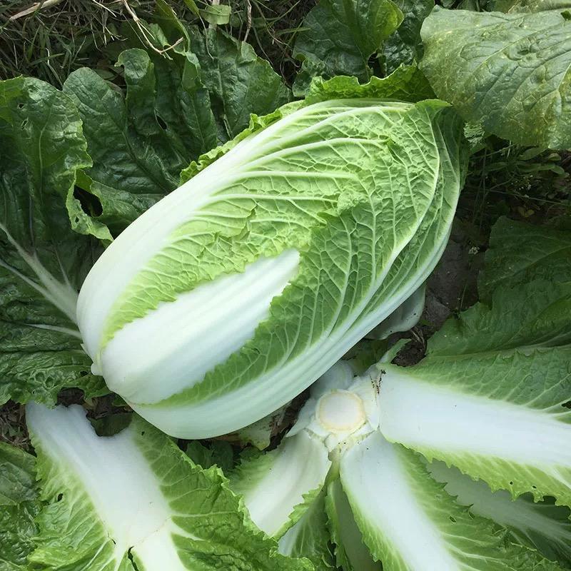 大中華蔬菜購(gòu)銷中心