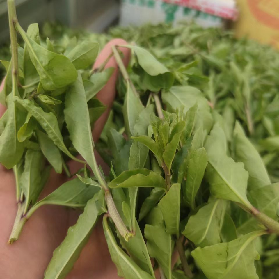枸杞芽