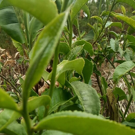 绍兴绿茶
