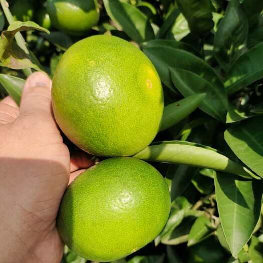 资中县蜜橘