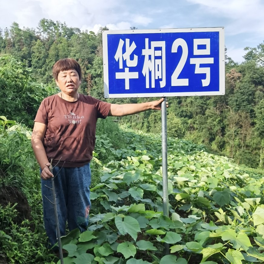 买油桐树苗，就找重庆俊尧，华桐2号良种油桐树苗