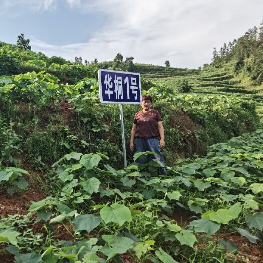 油桐良种华桐1号基地常年大量提供，货源充足手续齐全回收果实