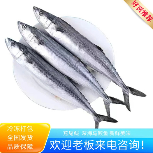 滨州山东渤海燕尾鲅，马鲛鱼。鲜冻货