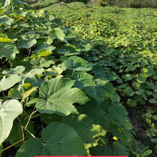 千亩油桐树苗批发基地，买油桐苗请选择重庆俊尧专业油桐培育公司