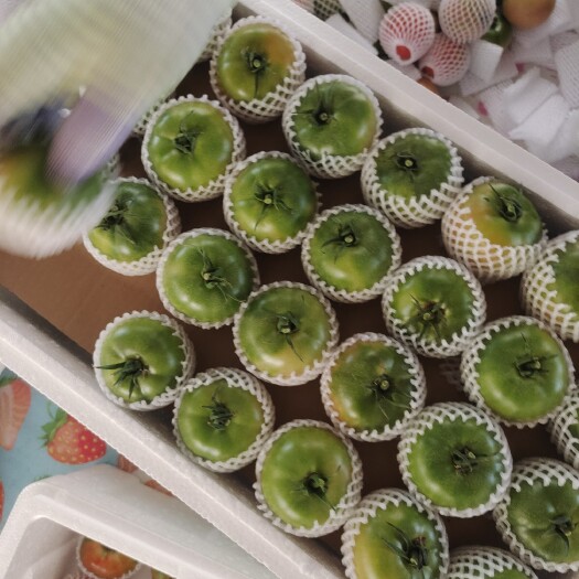 盘锦盘锦草莓柿子（碱地柿子）