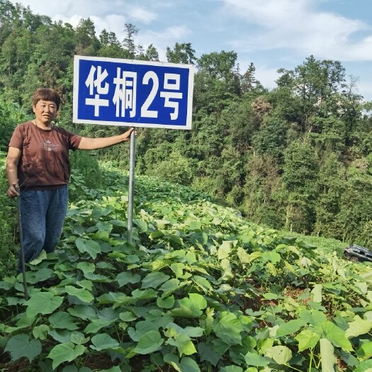 良种油桐华桐2号基地常年大量提供，货源充足手续齐全回收果实