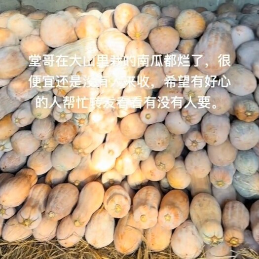 黄平县密本南瓜