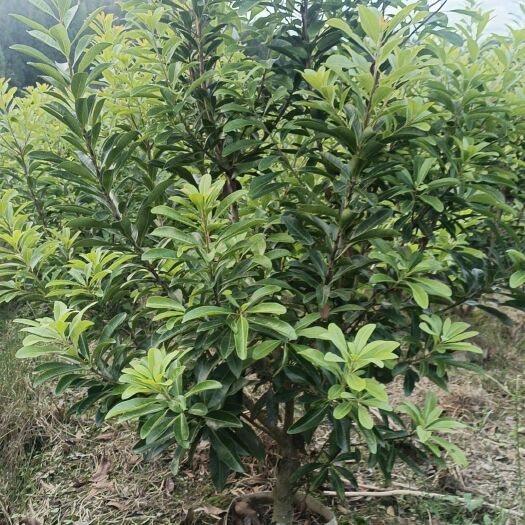 靖州县杨梅树杯苗