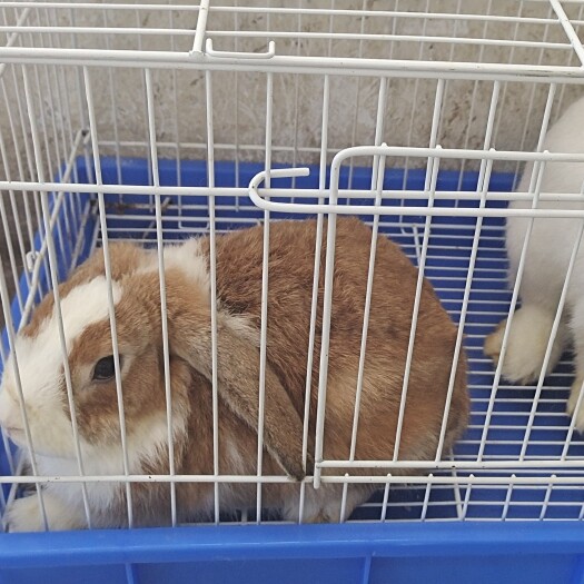 遵义兔子   垂耳兔   猫猫兔