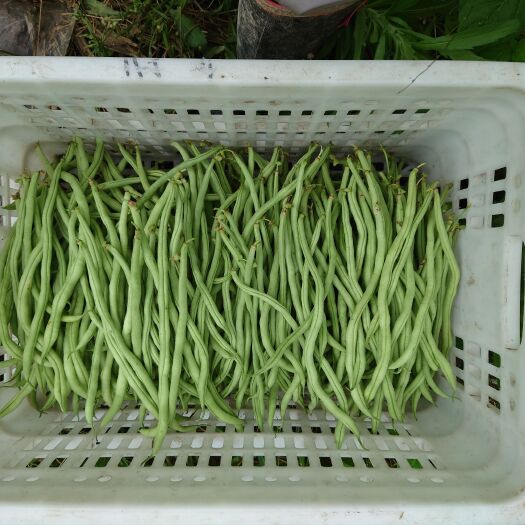 利川市无筋豆，小金豆