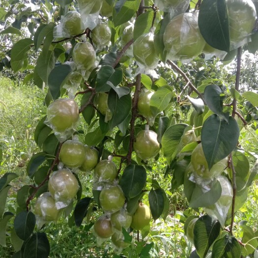隰县果大，爽脆，汁多，核小，含糖量在百分之90