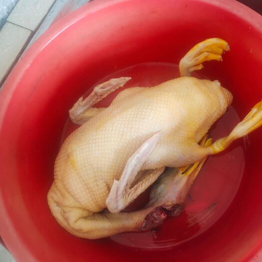 麻鸭