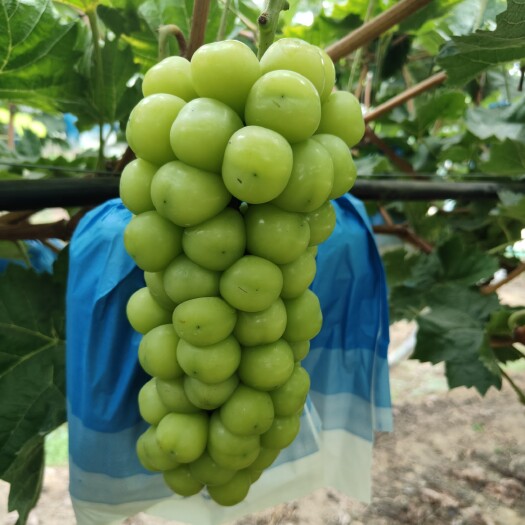 新沂市葡萄阳光玫瑰
