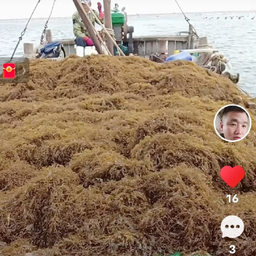 长海县海蒿子海草马尾藻