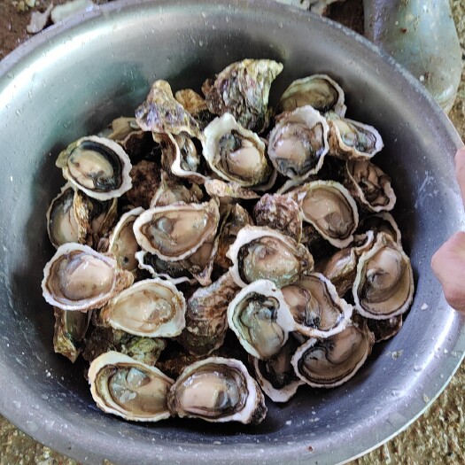 饶平县潮汕生蚝批发