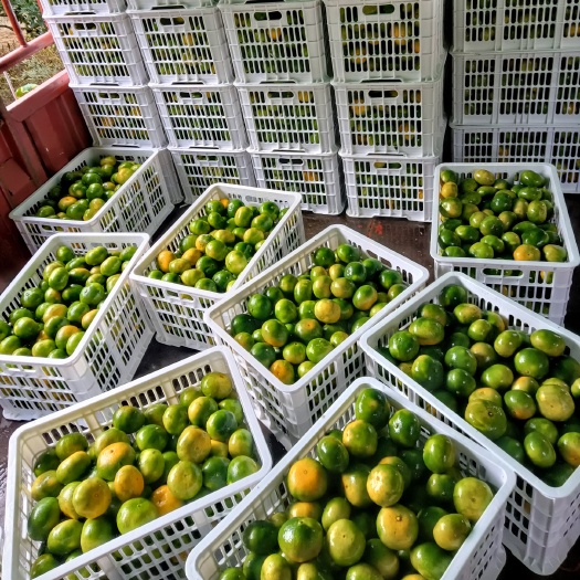 资兴市东江湖蜜桔(普早)