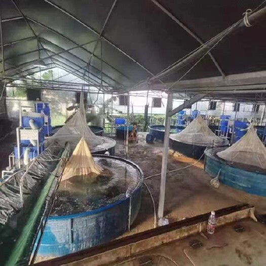 中山市鲜活优质大草鱼