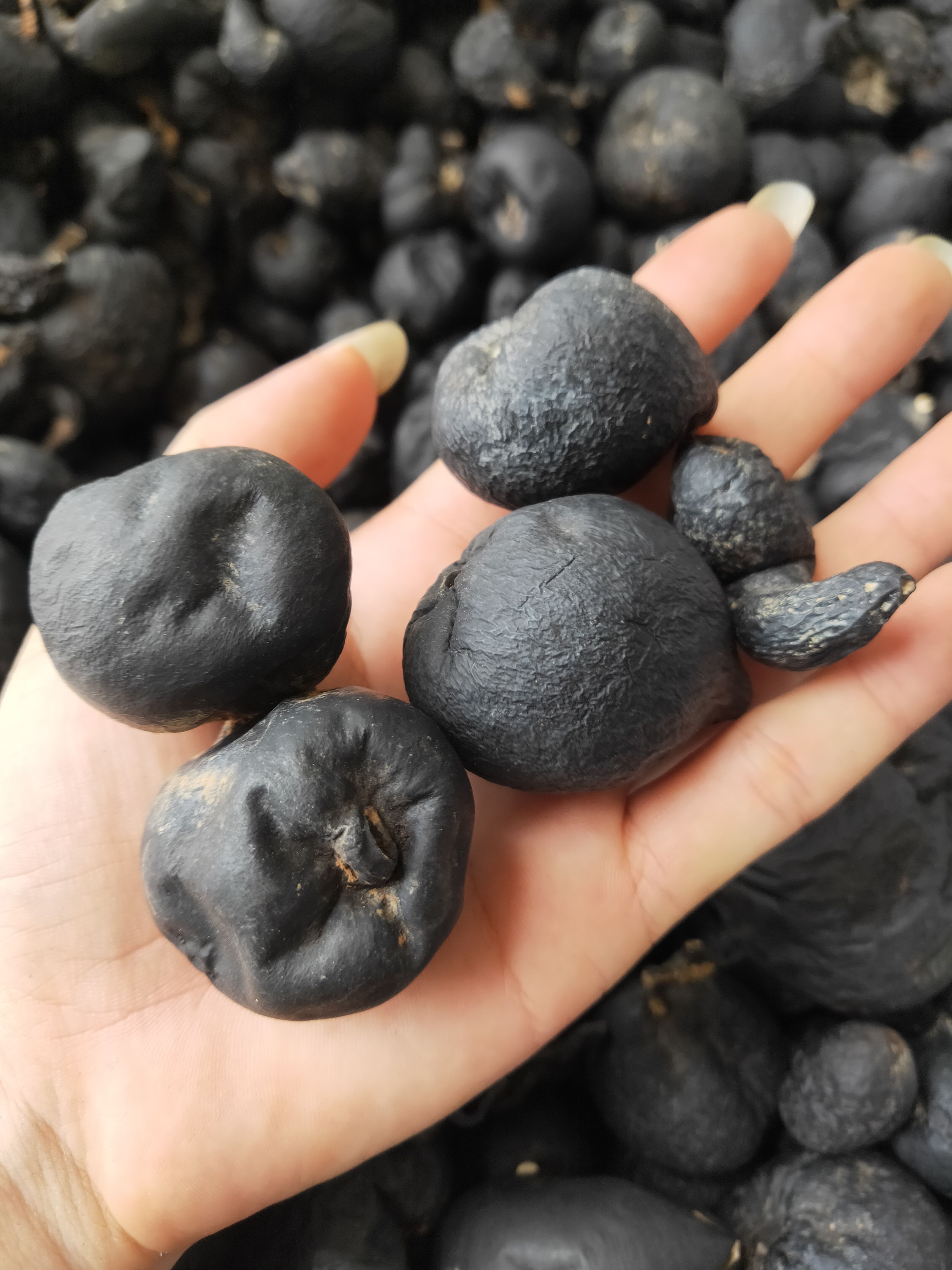 云南乌灵参 雷震子 鸡枞胆