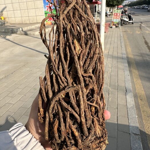 繁峙县羌活出售宽叶羌活，大头羌