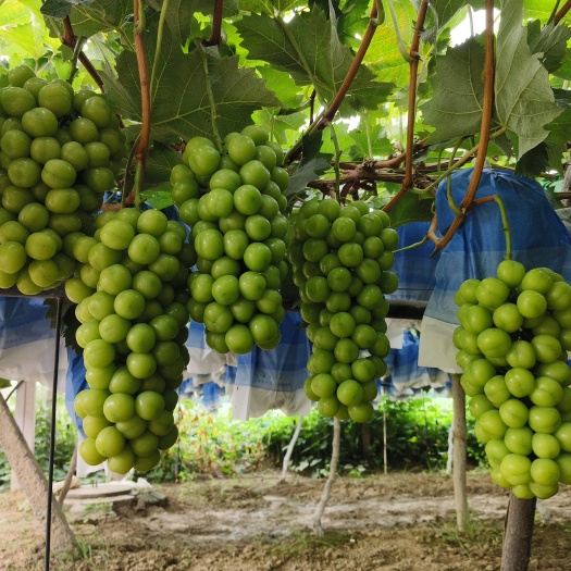 灵宝市阳光玫瑰数量多欢迎各位前来采购