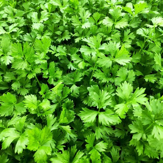 睢县法国皇后芹菜苗