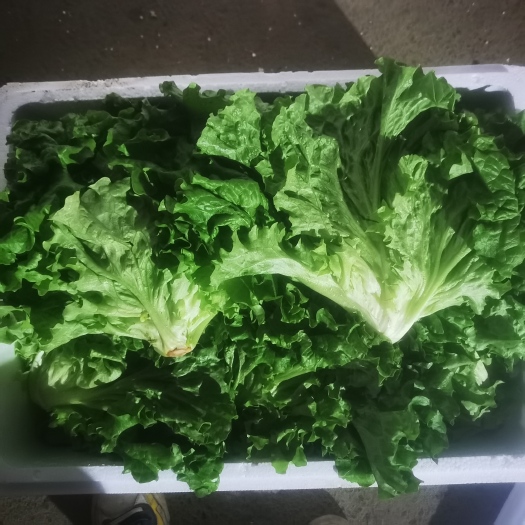 贺兰县散叶生菜