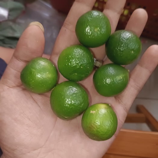 琼海市海南青金桔上线啦！一级果！欢迎选购