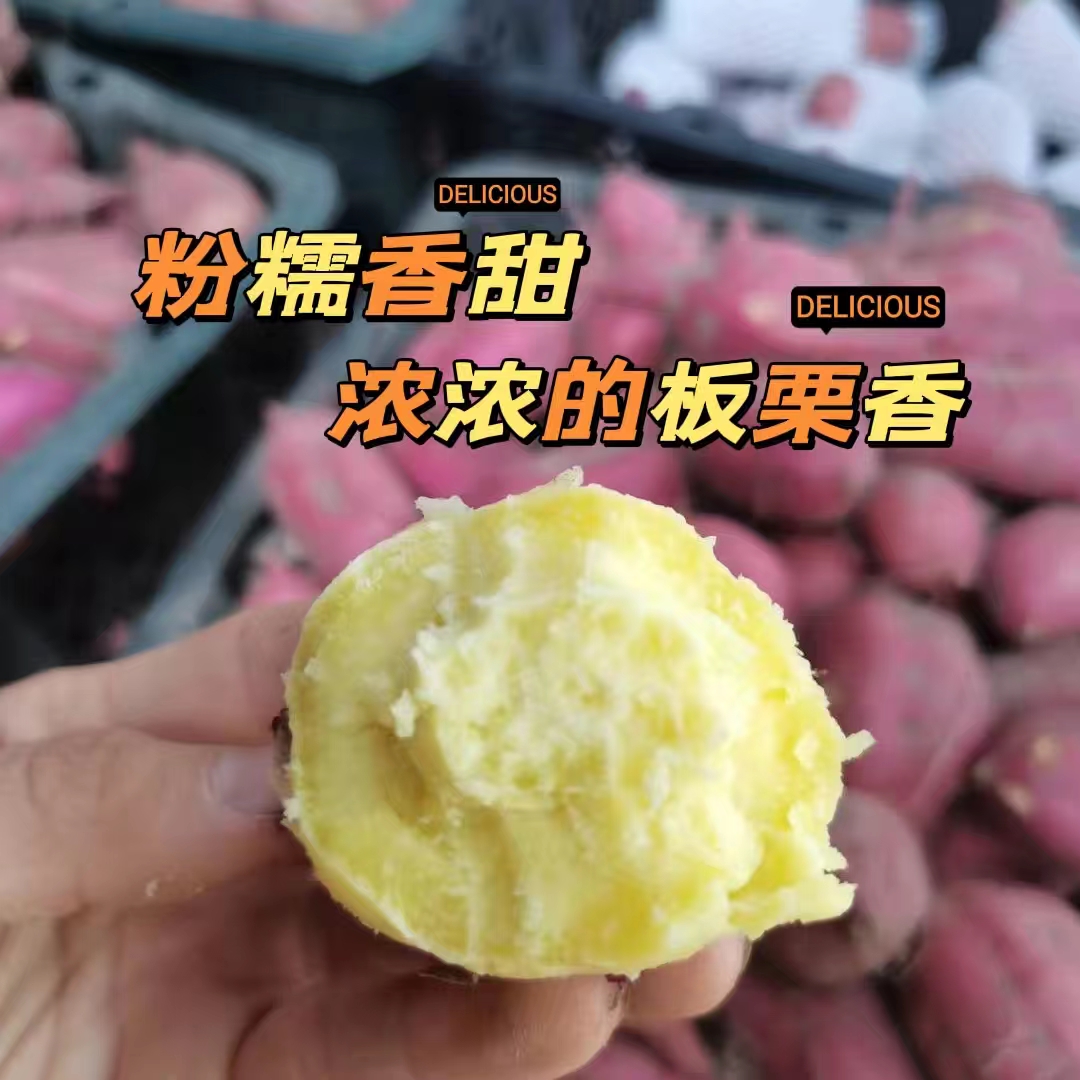 黄心红薯  海南桥头地瓜圆果沙地种植  板栗口感  粉中带糯