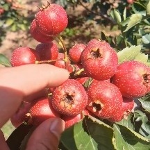 工厂供应大山楂，药厂切片山楂基地直发