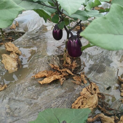 温州本地精品紫茄 大量批发 欢迎老板骚扰