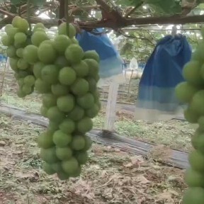 眉县阳光玫瑰葡萄