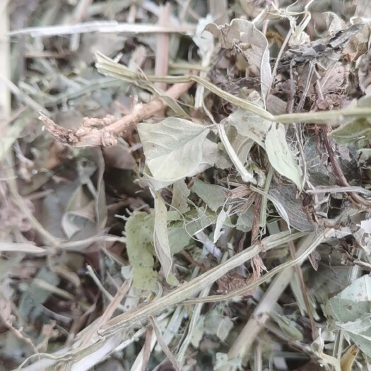 襄樊花生秧