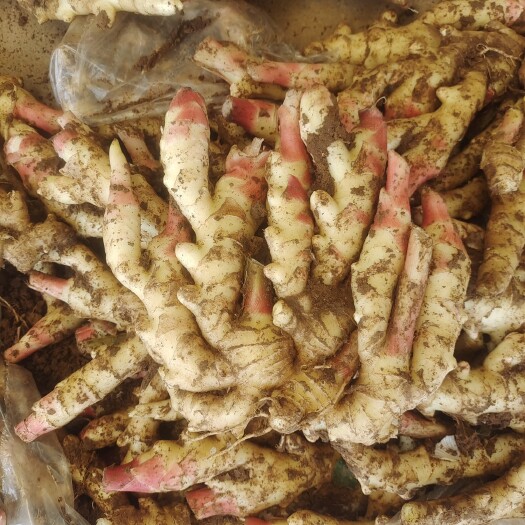 沂水县山东红芽鲜姜子姜大量上市