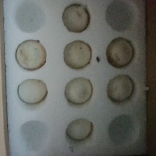 嘉祥县鲜鹅蛋  狮头鹅种蛋  鹅种蛋   鹅种蛋   朗德鹅种蛋