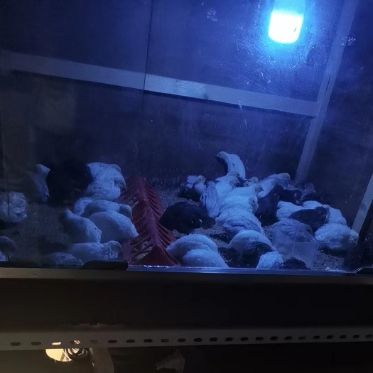 长治芦丁鸡