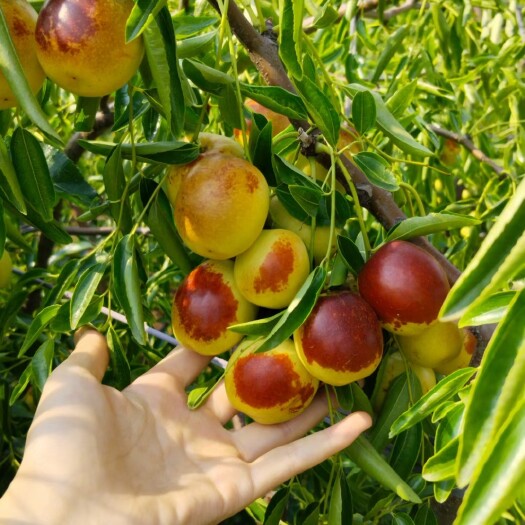滨州冬枣