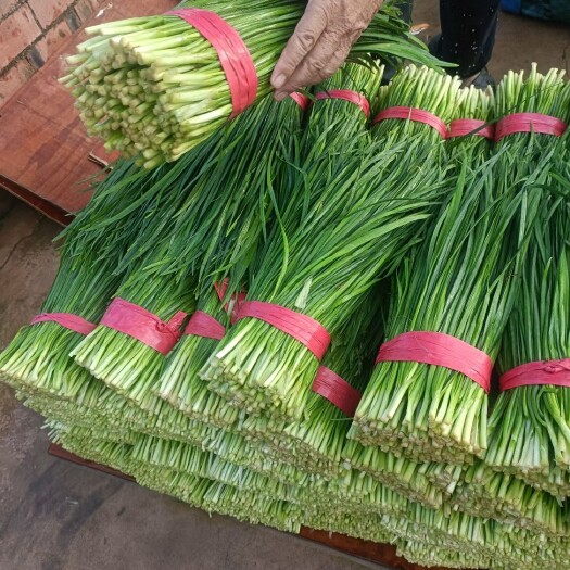 南宁大叶韭菜 头茬 35~45cm