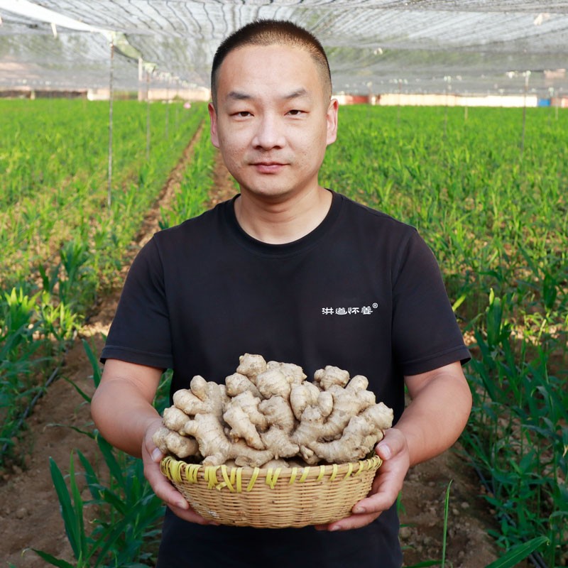 孟州市洪道怀姜河南焦作小黄姜产地直发无农残带泥土姜水洗姜