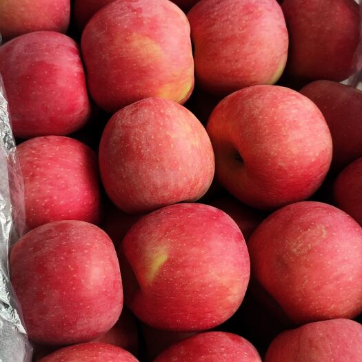 卢龙县苹果 寒富苹果 山坡寒富苹果卢龙苹果