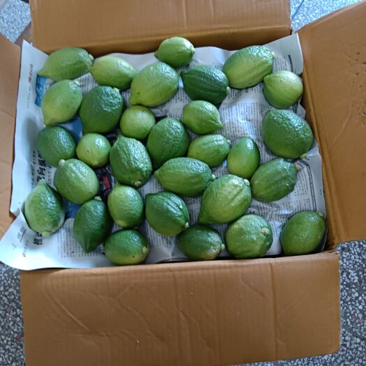 翁源县广东香水柠檬